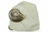Pyritized Jurassic Ammonite (Amaltheus) Fossil - France #367610-1